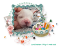 /album/fotogalerij-foto1/ak-23-7-25-6-giovanni-png/